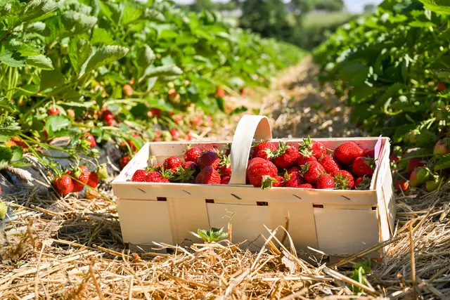 Regional naschen: Juhu, die Erdbeeren sind reif!