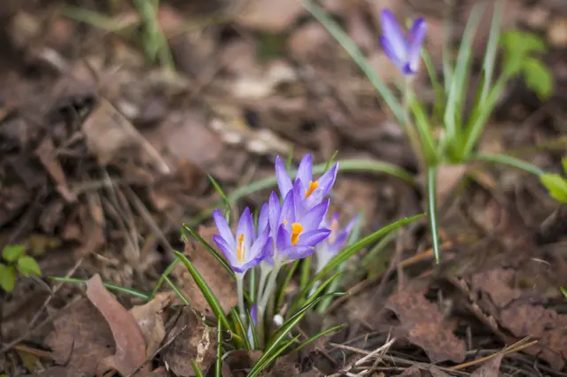 Der meteorologische Frühling 2026 geht als trockenster seit Beginn der Messungen vor 169 Jahren in die Klimageschichte ein. (Symbolbild) | Foto: Alina_Lebed/Smarterpix