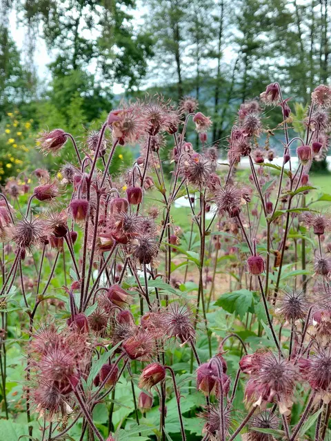Die Bach-Nelkenwurz (Geum rivale) ist eine heimische, mehrjährige Staude, die an feuchten Standorten wie Bachufern und Feuchtwiesen wächst und sich durch ihre nickenden, glockenförmigen, kupferrot-lachsfarbenen Blüten auszeichnet. Sie ist bienenfreundlich, pflegeleicht und verträgt Sonne bis Halbschatten sowie feuchte bis nasse Böden, auch Staunässe. In der Naturheilkunde werden ihre Wurzeln wegen ihrer adstringierenden und entzündungshemmenden Wirkung genutzt, und auch das Kraut ist essbar.  (Internet) | Foto: H.Bachinger