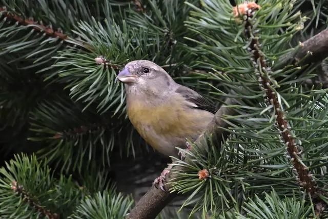 Harmonisches Pärchen brütet drei lang ersehnte Küken aus