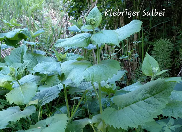Foto: H.Bachinger