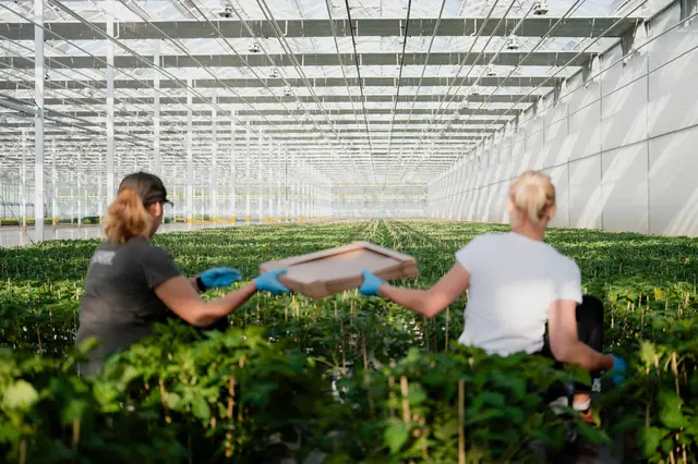 Zwei Arbeiterinnen werken in einem großen Glashaus mit Jungpflanzen.