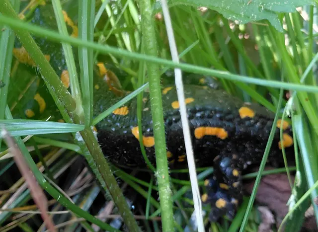 Was versteckt sich hier im Gras? | Foto: H.Bachinger