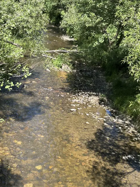 Die Zwettl, ein Zufluss des Kampes führt aktuell ebenfalls Niederwasser. | Foto: Bernhard Schabauer