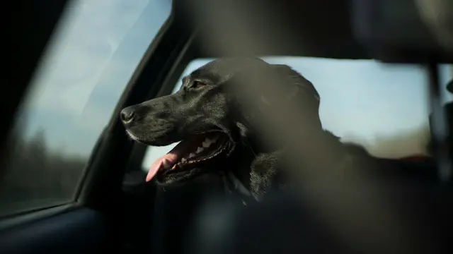 Nach wie vor kommt es vor, dass Hundehalterinnen und -halter ihre Tiere bei Gluthitze im Auto zurücklassen. | Foto: unsplash / OLGA VASILYEVA