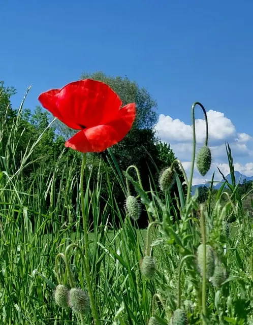 .....sind keineswegs immer so einsam oder fühlen sich alleine.
Sie wählen nur bewusster die Menschen aus, denen sie ihre Zeit schenken. | Foto: H.Bachinger