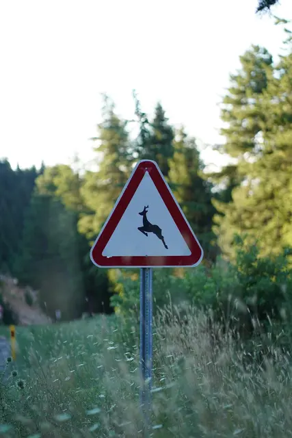 Das steirische Projekt "Wildtierschutz &amp; Verkehrssicherheit" wird bis 2031 abgesichert. | Foto: pexels / Beyza Oruk