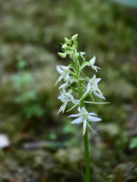 Waldhyazinthe, gehört zu den heimischen Orchideen