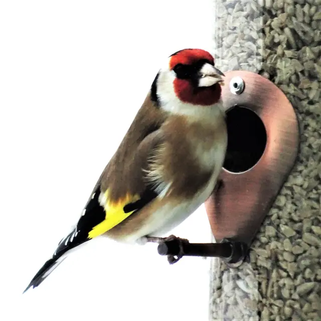 Das macht Freude, fröhlicher Vogelgesang am Morgen!
