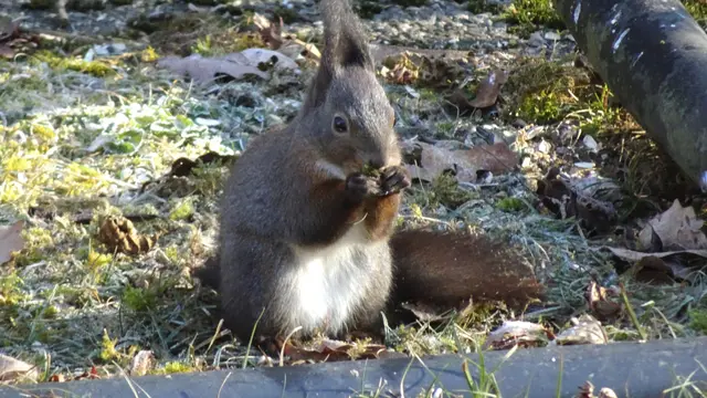 Wenn die Eichhörnchen hungrig werden, kommen sie gerne in meinem Schrebergarten, wo sie unter den Futterstationen für Wintervögel genug Nahrung finden.