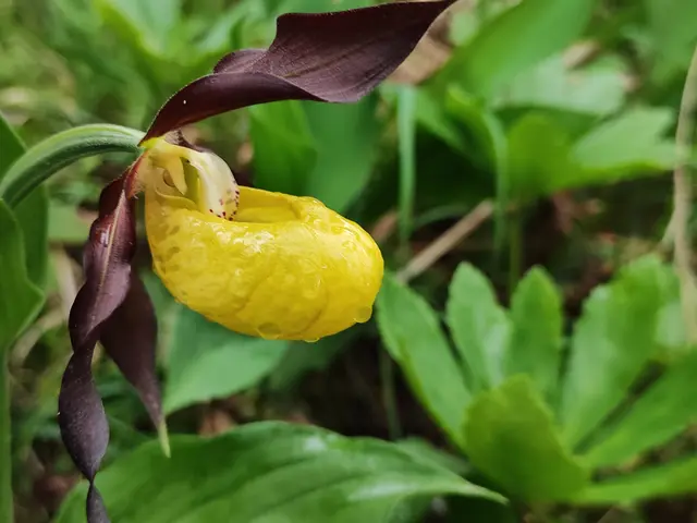 der ,,gelbe Frauenschuh" ist wohl die bekannteste heimische Orchideenart... | Foto: I.Wozonig