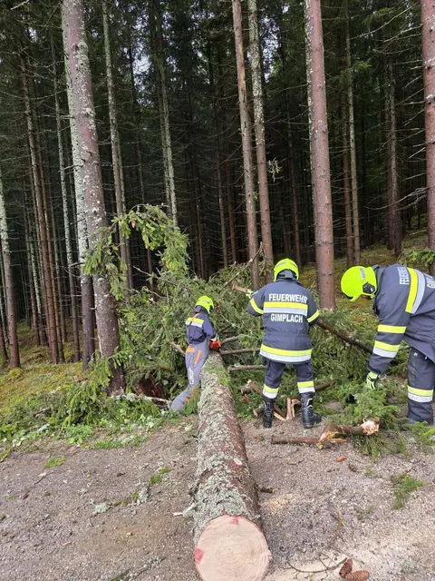 Einsatzkräfte beseitigen umgestürzten Baum
