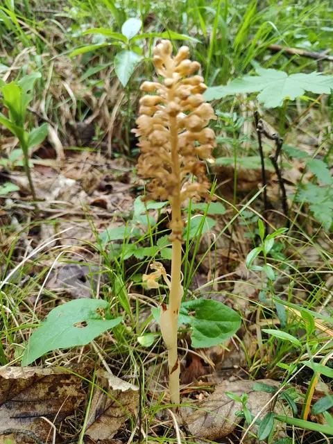auch die Vogel-Nestwurz zählt zu den Orchideen... | Foto: I.Wozonig