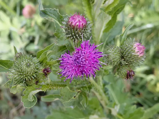 Distel am Wegesrand  | Foto: H.Bachinger