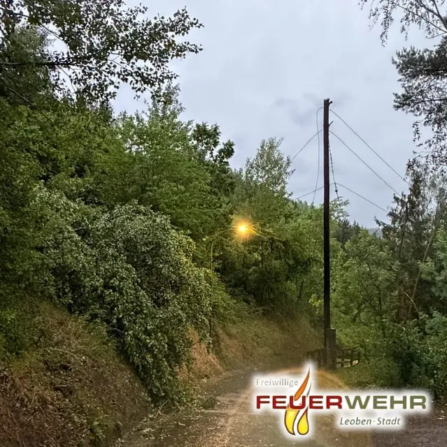 umgestürzter Baum