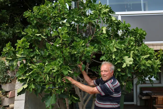 Ertragreicher Feigenbaum in Adlwang