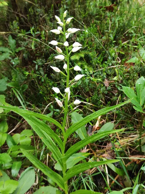 auch das Waldvögelein ist eine seltene heimische Orchideenart... | Foto: I.Wozonig