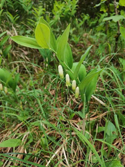 das Salomonsiegel läutet mit den zarten Blüten... | Foto: I.Wozonig