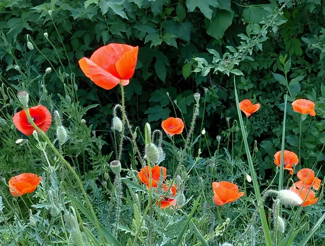 Mohnblüten am Wegesrand  | Foto: H.Bachinger