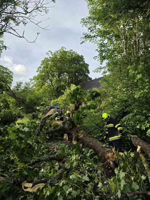 Einsatzkräfte sichern umgestürzten Baum