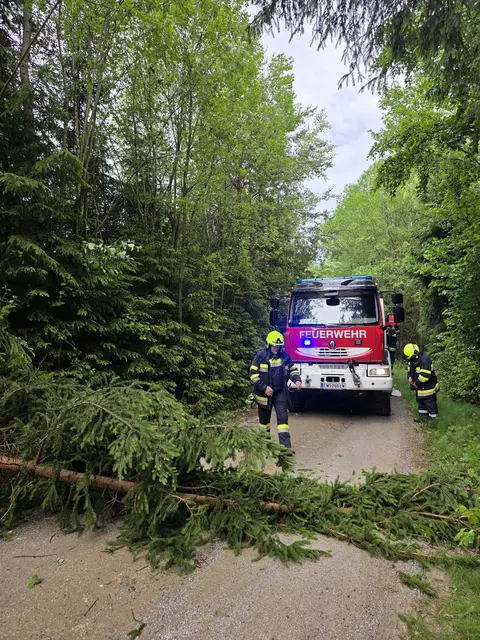 Einsatzkräfte beseitigen umstürzten Baum