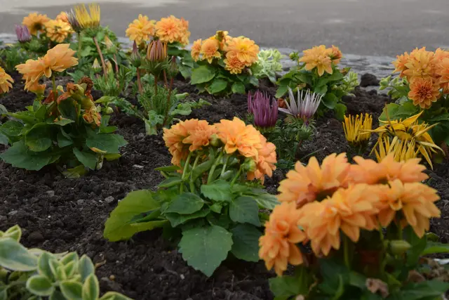 Blumenbeet