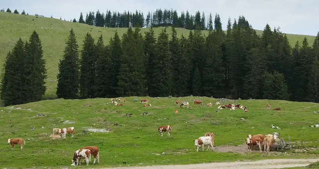 Wandern und Pilgern über die Almen