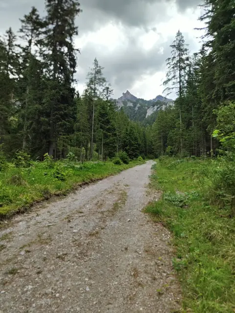 die Forststraße entlang geht es wieder zum Auto... | Foto: I.Wozonig