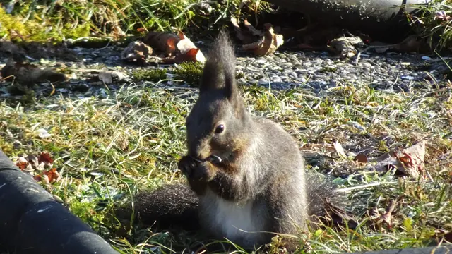 Immer wieder finden die Eichkätzchen besondere Naschereien am Boden, die von den zahlreichen Wintervögeln aus den Futterstationen geworfen wurden.