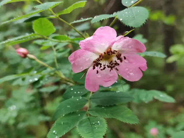 die Wildrose trägt noch Regenperlen der Nacht... | Foto: I.Wozonig