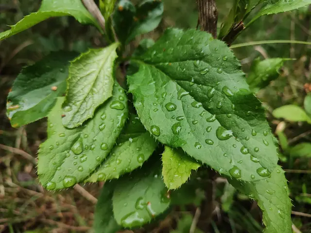 der nächtliche Regen hat der Natur gut getan... | Foto: I.Wozonig