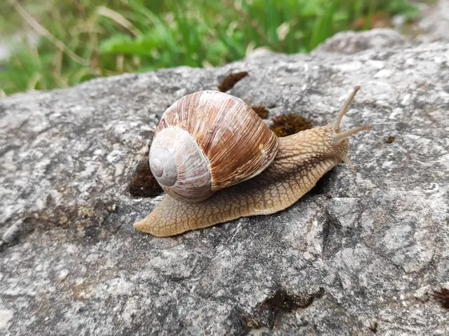 und sie will hoch hinauf... | Foto: I.Wozonig