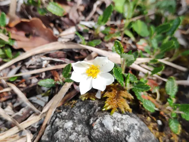 die weiße Silberwurz gehört zu den Rosengewächsen... | Foto: I.Wozonig