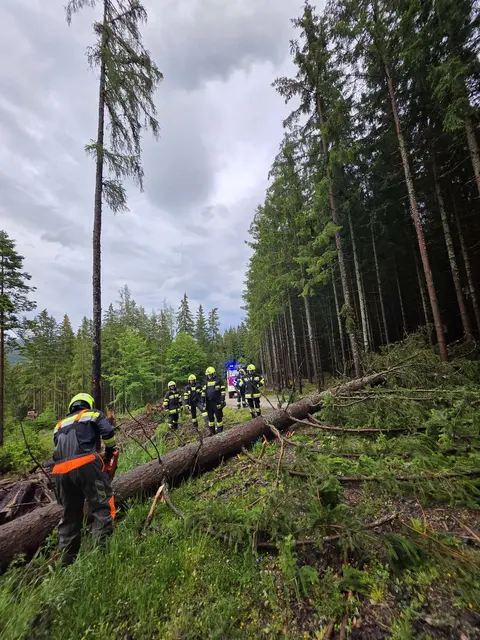 Einsatzkräfte beseitigen umgestürzten Baum von Straße