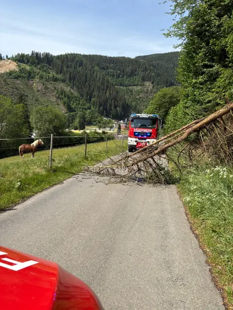 umgestürzter Baum auf Straße