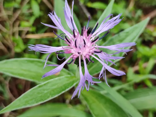 auch die Bergflockenblume zeigt sich in blau... | Foto: I.Wozonig