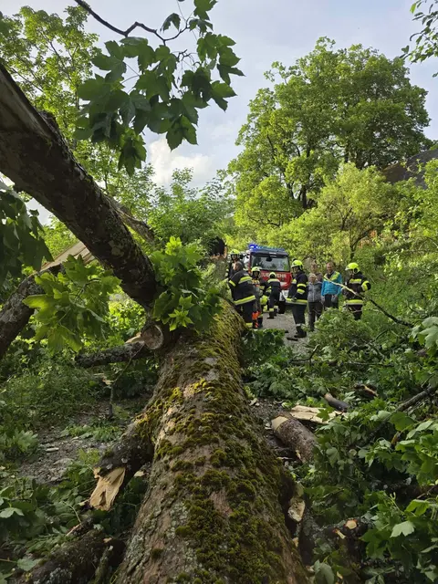 Einsatzkräfte beseitigen umgestürzten Baum