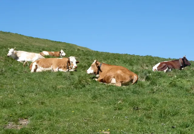 Auch die Kühe sind schon auf der Weide.