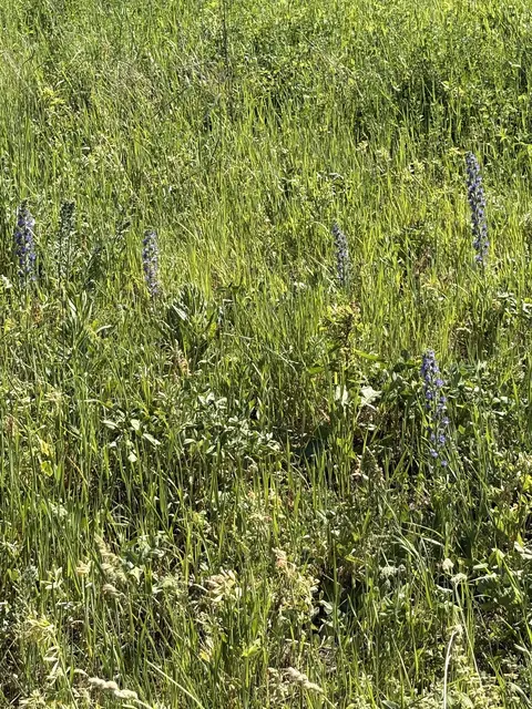 Foto: Marktgemeinde Schwertberg