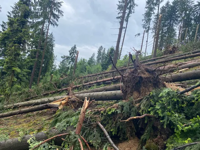 Sturmschäden in Wäldern in Mitter-Pabneukirchen. | Foto: Siegfried Göschl