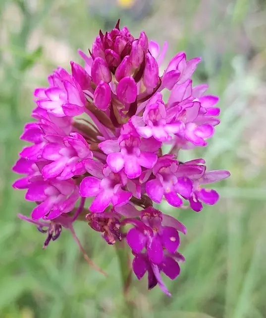 Die Pyramiden-Hundswurz (Anacamptis pyramidalis).Diese Pflanze ist eine heimische Orchideenart, die typischerweise auf sonnigen, trockenen und kalkreichen Böden wächst.Sie ist an ihrem dichten, kegelförmigen Blütenstand mit karminroten bis rosa Blüten zu erkennen !