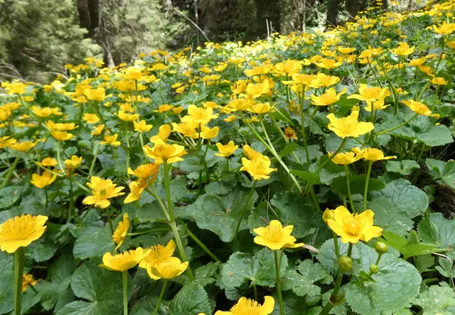 Im Dotterblumen-Paradies
