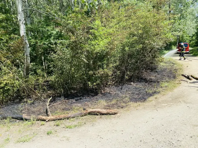 Durch die Trockenheit konnte sich der Flurbrand rasch ausbreiten. | Foto: FF St. Andrä Wördern