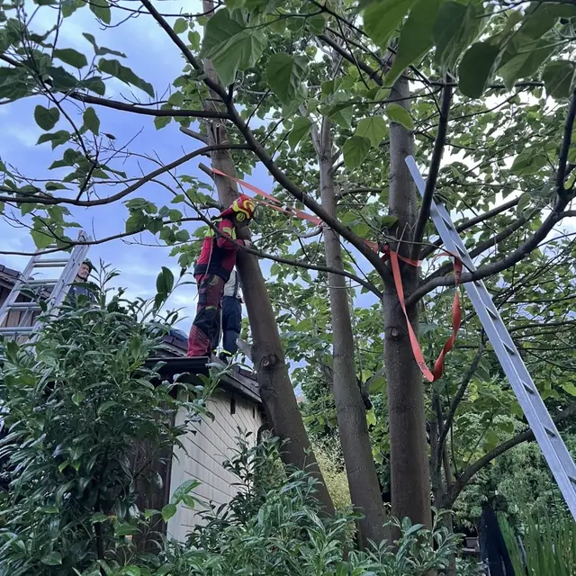Ein Baum hatte sich in Zirking, Gemeinde Ried in der Riedmark, auf ein Haus "gelehnt". | Foto: Freiwillige Feuerwehr Zirking/Facebook