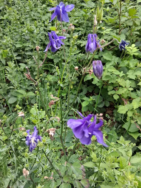 die Gemeine Akelei (Aquilegia vulgaris), eine ausdauernde Staude aus der Familie der Hahnenfußgewächse.Sie zeichnet sich durch ihre charakteristischen, violett-blauen Blüten mit markanten Spornen aus, die von Mai bis Juni blühen.Die Pflanze bevorzugt halbschattige bis schattige Standorte mit nährstoffreichen, durchlässigen Böden.Akeleien sind giftig, da alle Pflanzenteile Diterpen-Alkaloide enthalten !
