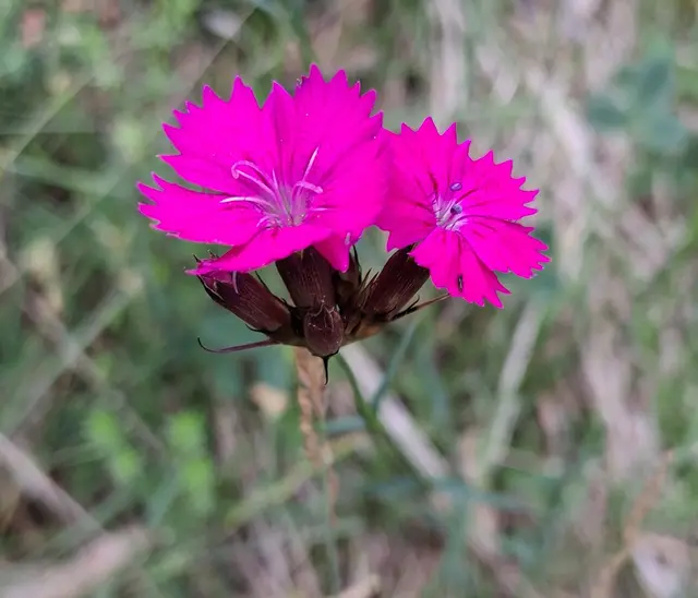Es ist eine Kartäusernelke (Dianthus carthusianorum), die an ihren leuchtend purpurroten, gezähnten Blüten erkennbar ist.Diese Pflanze bevorzugt warme, trockene Standorte wie Magerrasen oder Böschungen