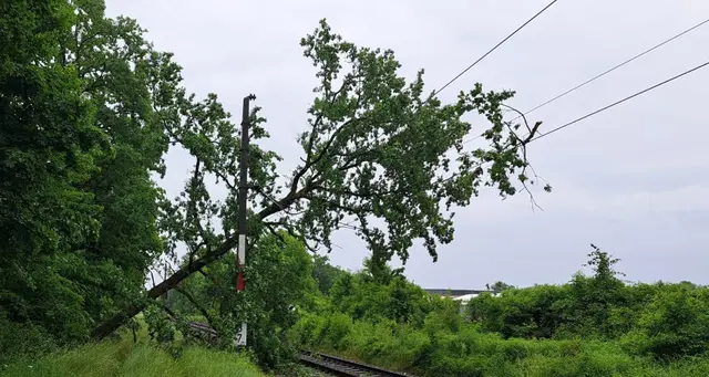 Der Baum hing in der Oberleitung zwischen St. Valentin und Ernsthofen.  | Foto: Bezirksfeuerwehrkommando Amstetten