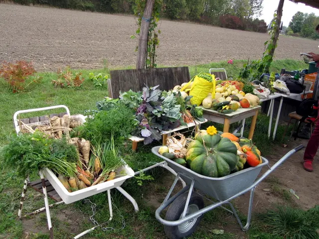 In der "Wilden Rauke" in Floridsdorf wird Obst und Gemüse angebaut. | Foto: Wilde Rauke