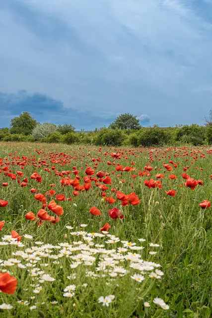 Mohnblüte in Illmitz: Martin Horvath teilte diesen kurzen, aber intensiven Farbmoment zwischen Frühling und Sommer mit der Community auf MeinBezirk. | Foto: Martin Horvath