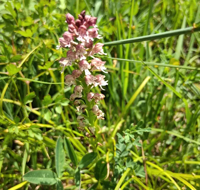 Die Orchidee ähnelt stark dem Brandknabenkraut (Anacamptis ustulata).Ihre Blüten sind weiß bis blassrosa mit dunkelroten Flecken auf der Lippe.Die oberen, noch geschlossenen Blüten erscheinen dunkelpurpurn bis schwärzlich, was der Pflanze ihr charakteristisches "verbranntes" Aussehen verleiht.Sie ist eine eher kleine Art, die meist nicht höher als 20 bis 30 Zentimeter wird !